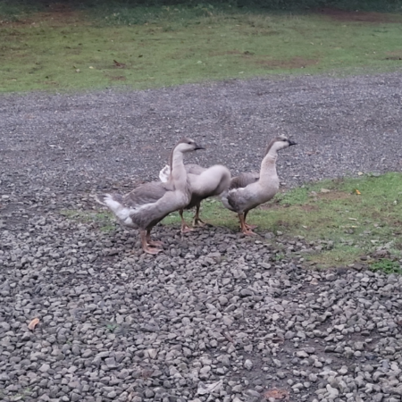 African Guard Geese