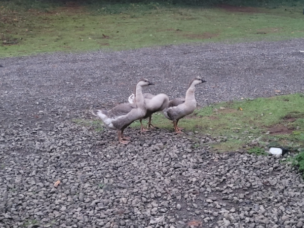 African Guard Geese