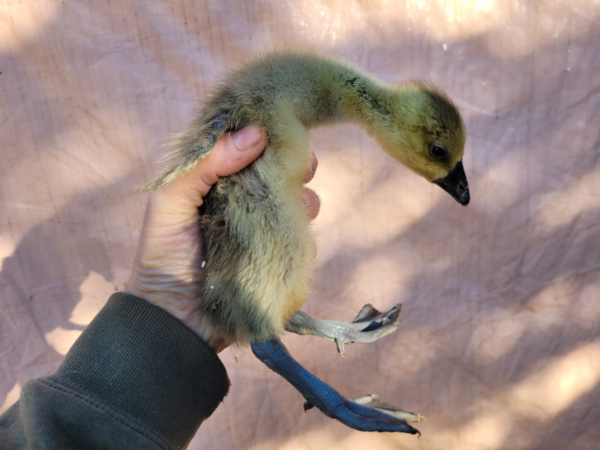 African Goslings