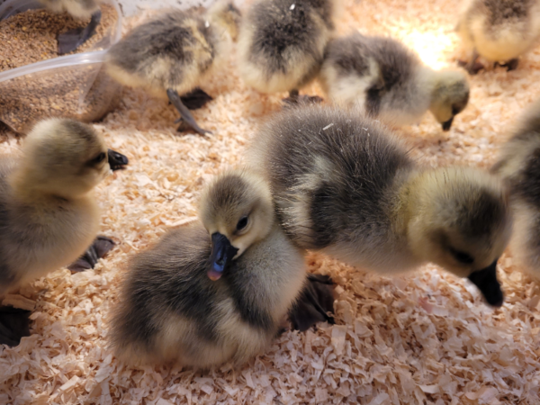 African Goslings