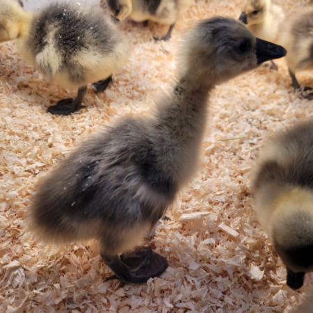 African Goslings