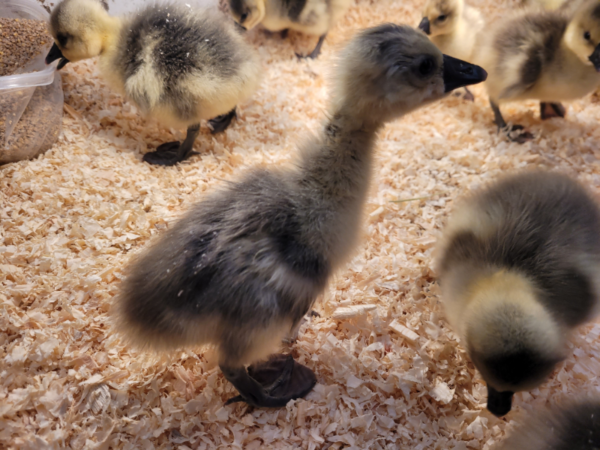 African Goslings