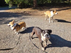 How to Become a Star Rover Sitter