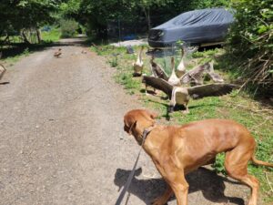 Geese defending from Ridegeback dog approach 2