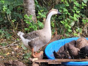 Goose guarding duckling playing in pool