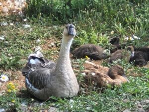 Goose guarding ducklings