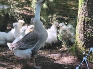 Goose guarding silkie chickens