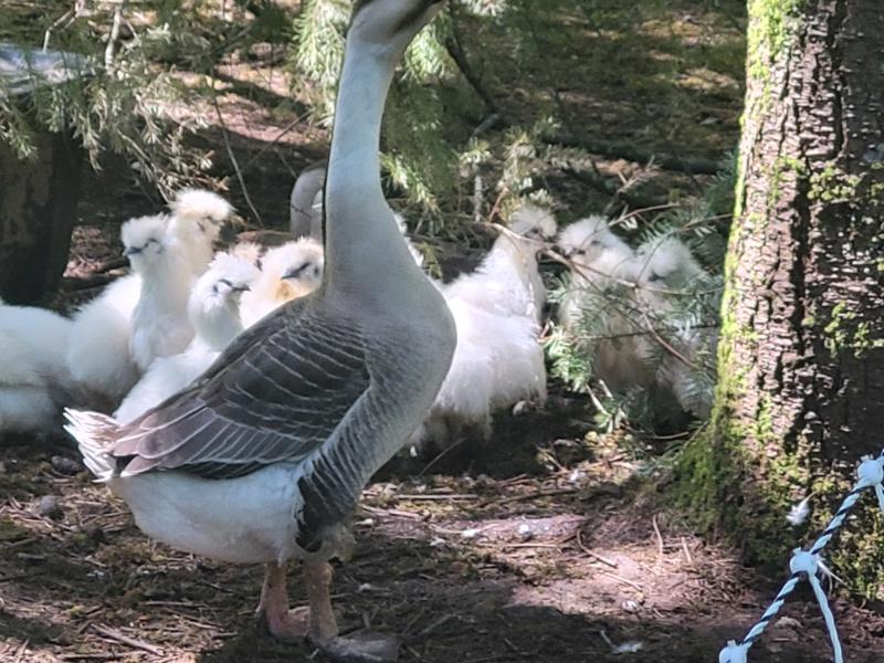 Goose guarding silkie chickens