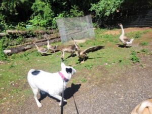 Guard goose defending against approaching herding dog 2