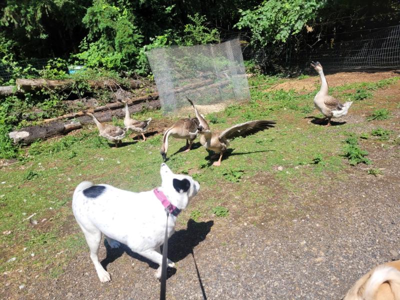 Guard goose defending against approaching herding dog 2