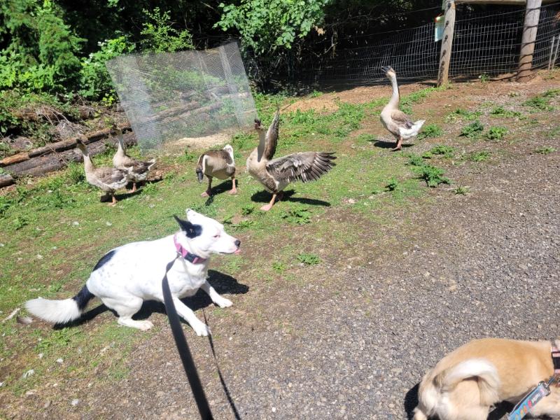 Guard goose defending against approaching herding dog