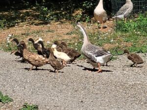 Trained guard goose protecting ducklings